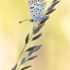 Brauner Feuerfalter (Lycaena tityrus) V/15