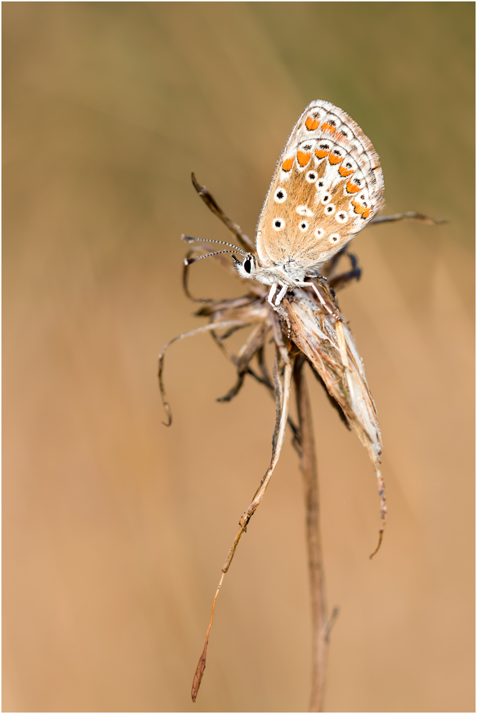 Brauner Feuerfalter (Lycaena tityrus) VI/15