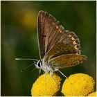 Brauner Feuerfalter - Lycaena tityrus - Weibchen (?)