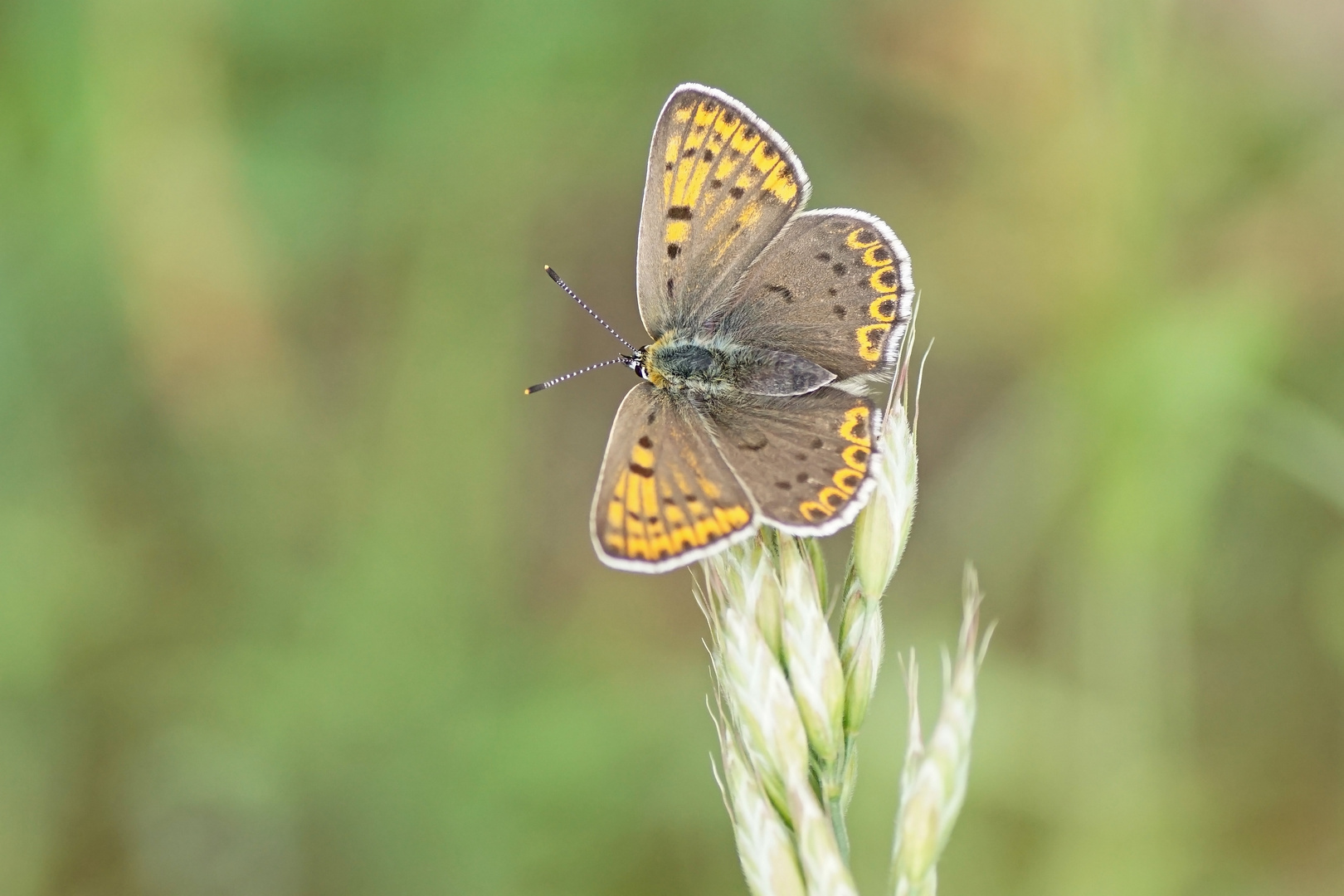 Brauner Feuerfalter (Lycaena tityrus), Weibchen