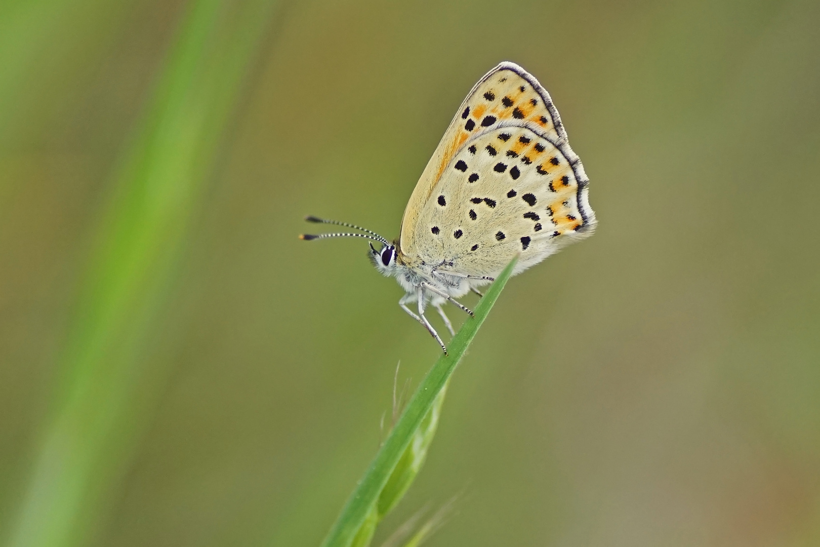 Brauner Feuerfalter (Lycaena tityrus), Weibchen