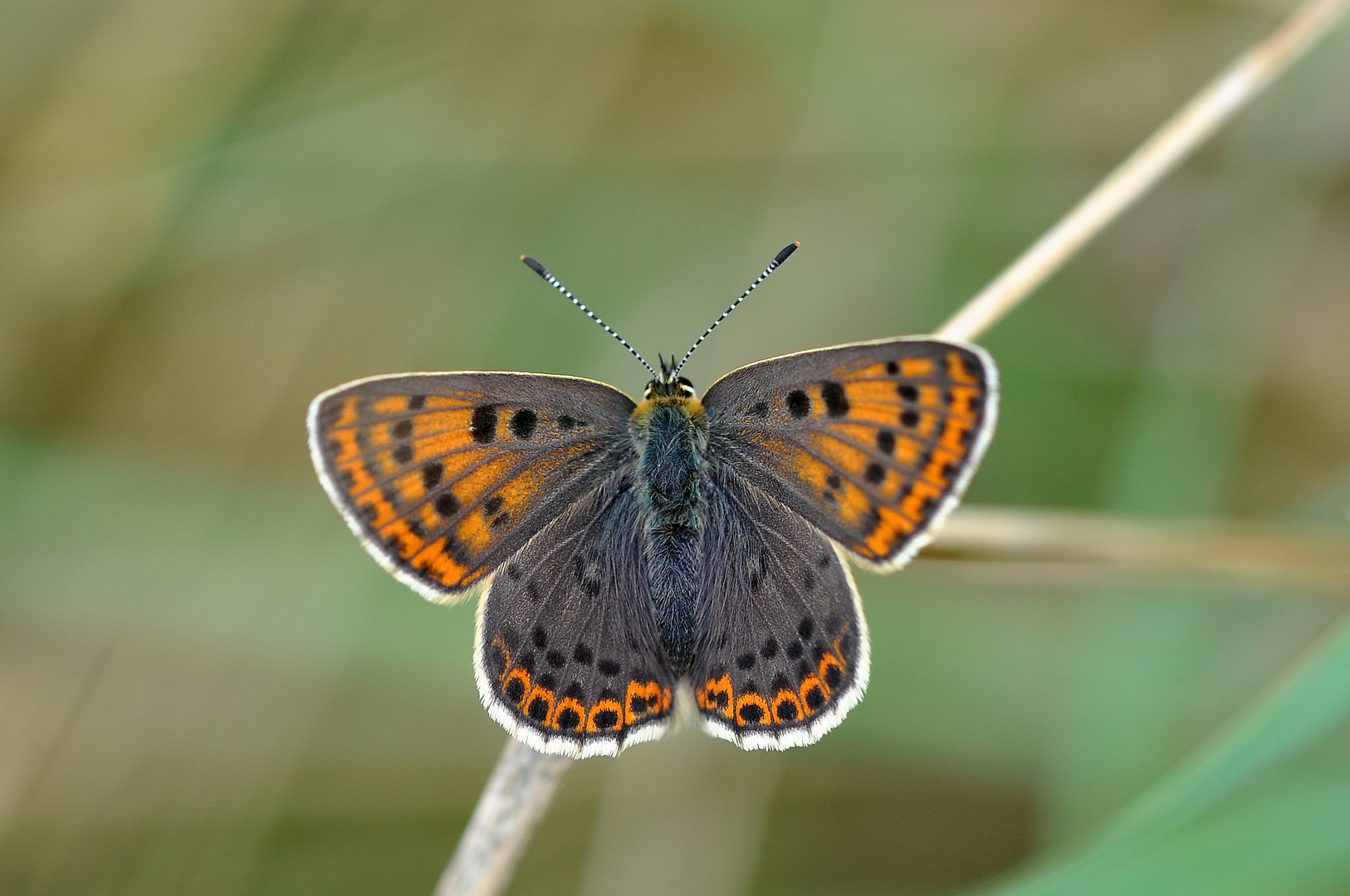 Brauner Feuerfalter (Lycaena tityrus; Weibchen)