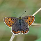 Brauner Feuerfalter (Lycaena tityrus; Weibchen)