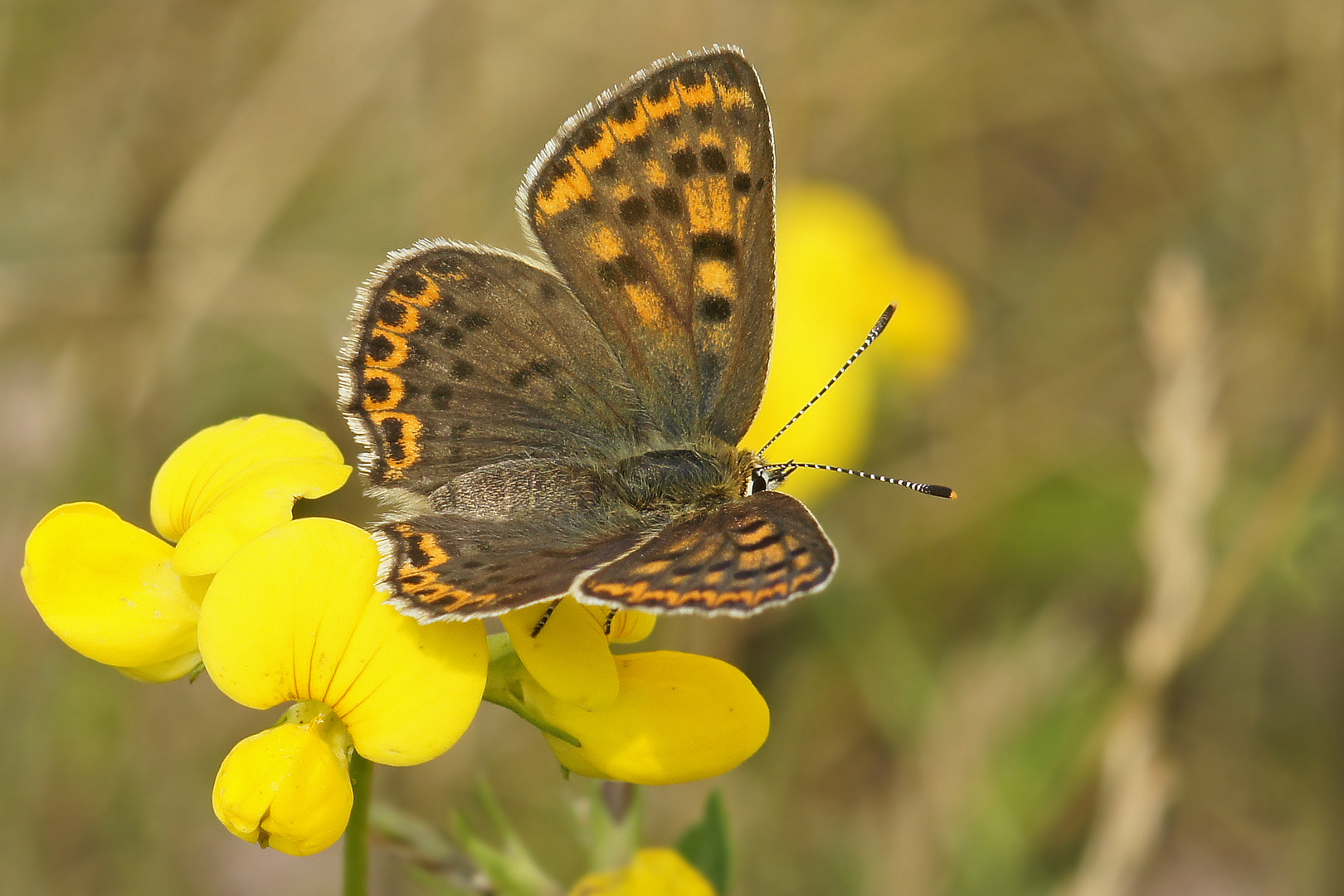 Brauner Feuerfalter (Lycaena tityrus), Weibchen