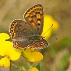 Brauner Feuerfalter (Lycaena tityrus), Weibchen