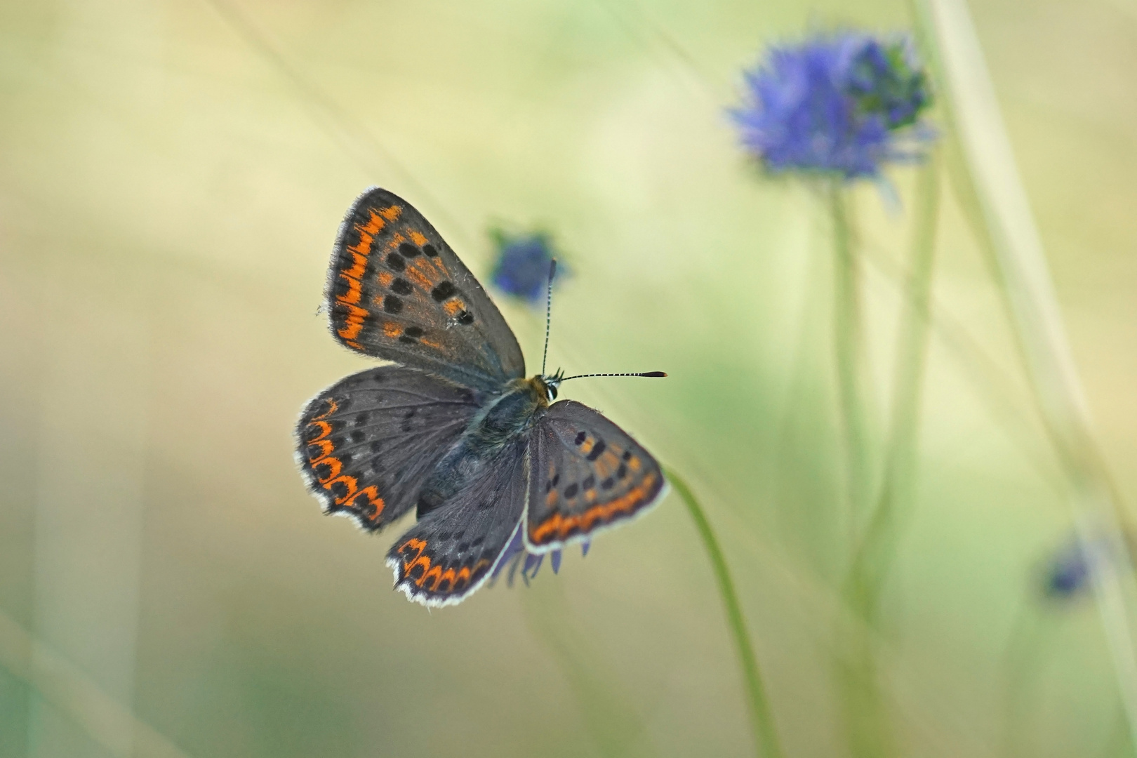 Brauner Feuerfalter (Lycaena tityrus), Weibchen.