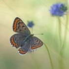 Brauner Feuerfalter (Lycaena tityrus), Weibchen.