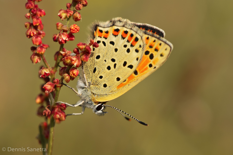 Brauner Feuerfalter (Lycaena tityrus) Weibchen