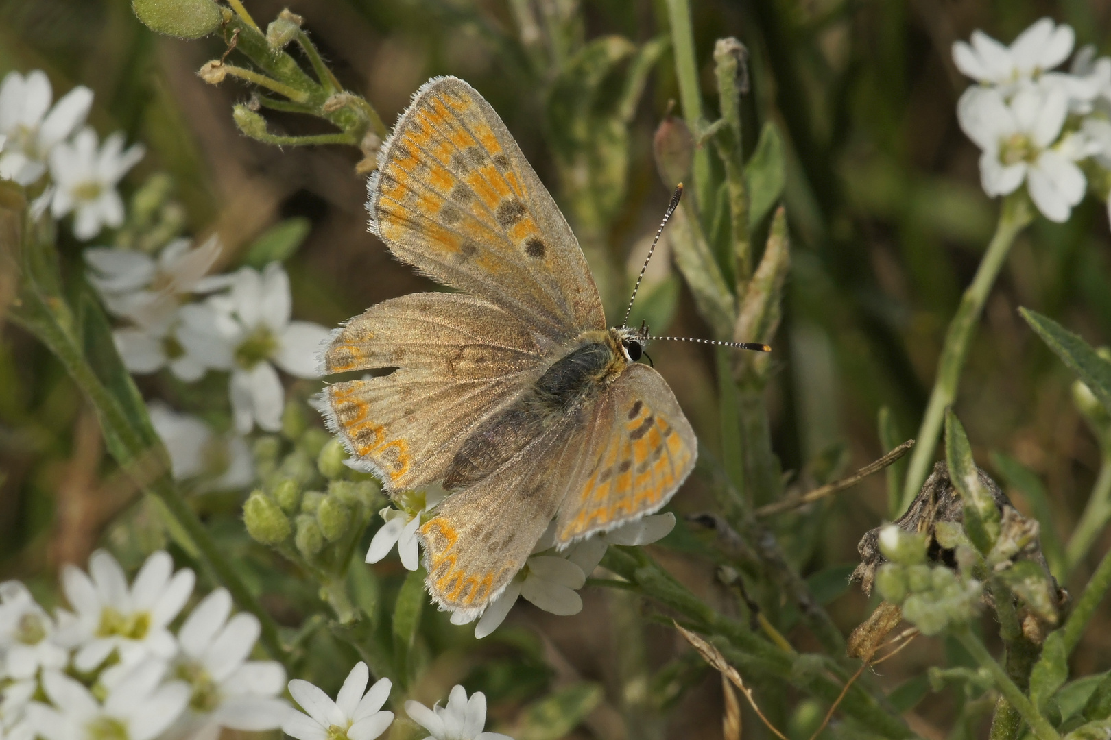 Brauner Feuerfalter (Lycaena tityrus), Weibchen (Farbaberation)