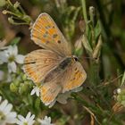 Brauner Feuerfalter (Lycaena tityrus), Weibchen (Farbaberation)