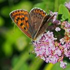 Brauner Feuerfalter (Lycaena tityrus), Weibchen - Le Cuivré fuligineux.