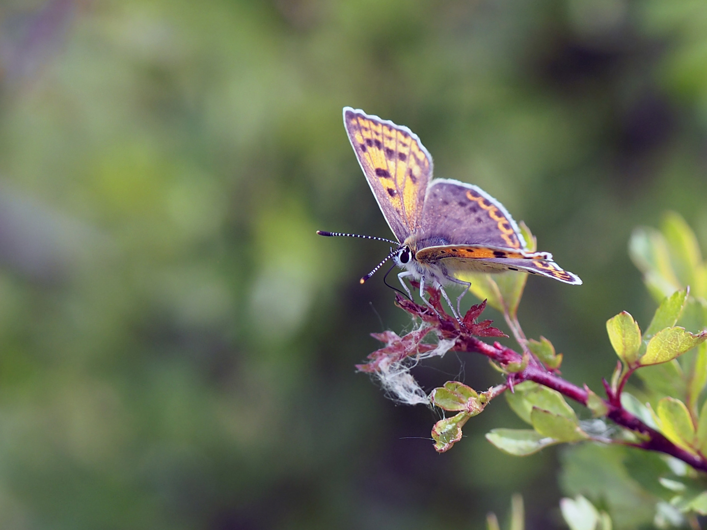 Brauner Feuerfalter (Lycaena tityrus) weibl.