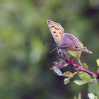 Brauner Feuerfalter (Lycaena tityrus) weibl.