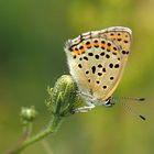 Brauner Feuerfalter (Lycaena tityrus) weibl.