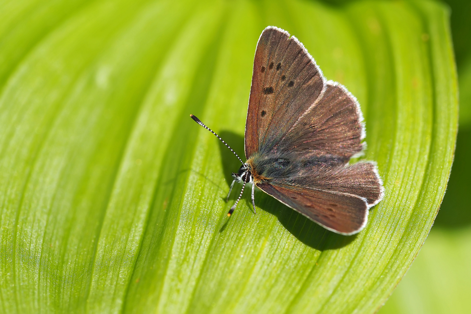 Brauner Feuerfalter, Männchen (Lycaena tityrus subalpinus) - Cuivré fuligineux.