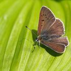 Brauner Feuerfalter, Männchen (Lycaena tityrus subalpinus) - Cuivré fuligineux.