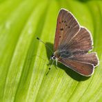 Brauner Feuerfalter, Männchen (Lycaena tityrus subalpinus) - Cuivré fuligineux.