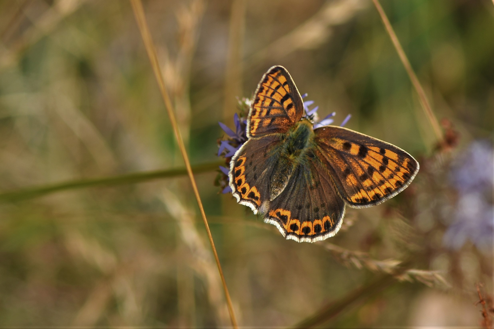 Brauner Feuerfalter, Schwefelvögelchen (Lycaena tityrus)