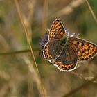 Brauner Feuerfalter, Schwefelvögelchen (Lycaena tityrus)