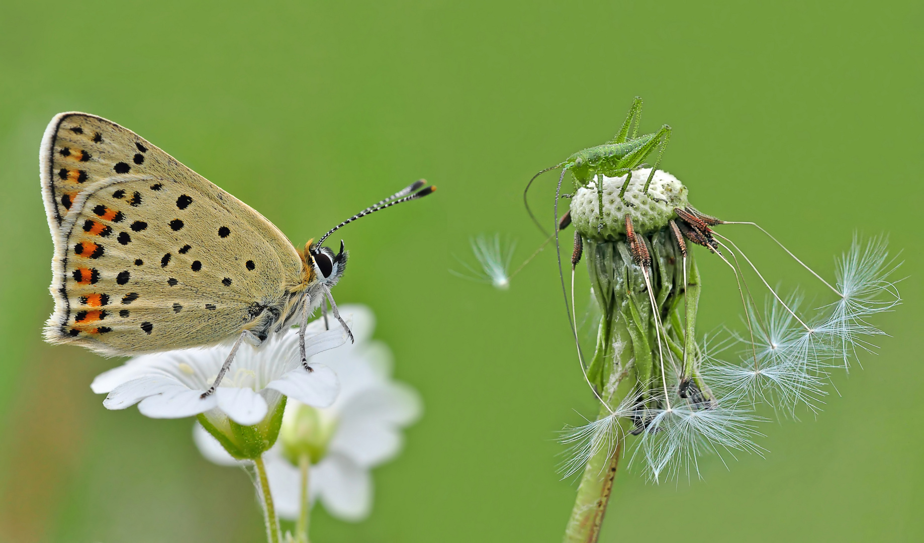 brauner Feuerfalter und punktierte Zartschrecke