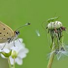 brauner Feuerfalter und punktierte Zartschrecke