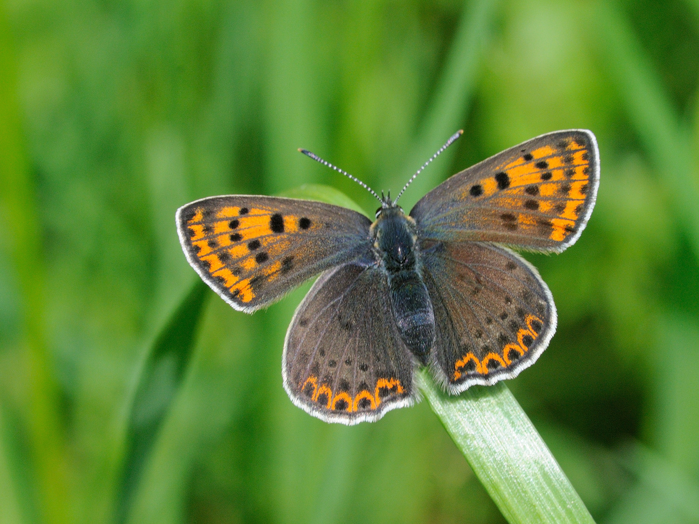 Brauner Feuerfalter Weibchen (Lycaena tityrus)