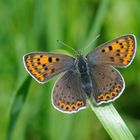 Brauner Feuerfalter Weibchen (Lycaena tityrus)