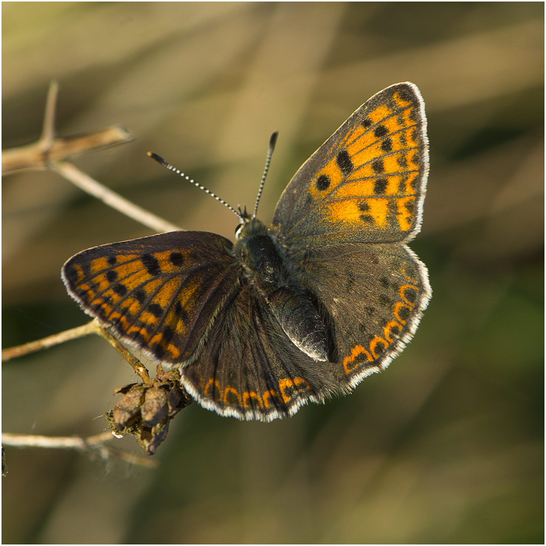 Brauner Feuerfalter (weibl) - Lycaena tityrus