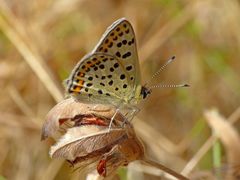 Brauner Feuerfalter/Schwefelvögelchen