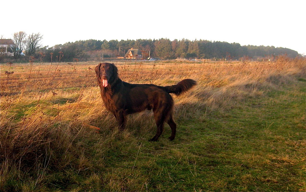 Brauner Flatcoated Retrieveer