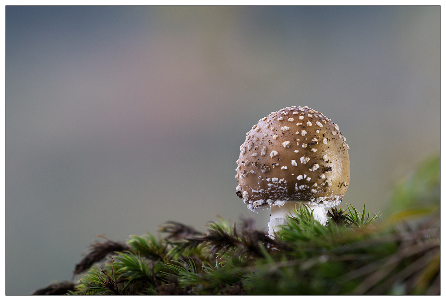 Brauner Fliegenpilz