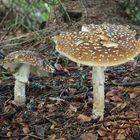 Brauner Fliegenpilz (Amanita regalis)