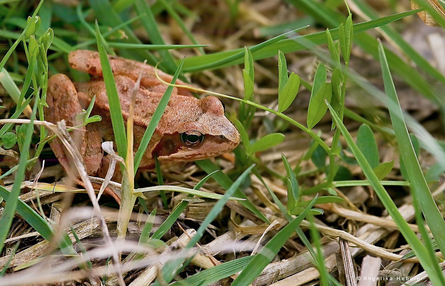 Brauner Frosch ? Foto & Bild wasser, frühling, teich Bilder auf