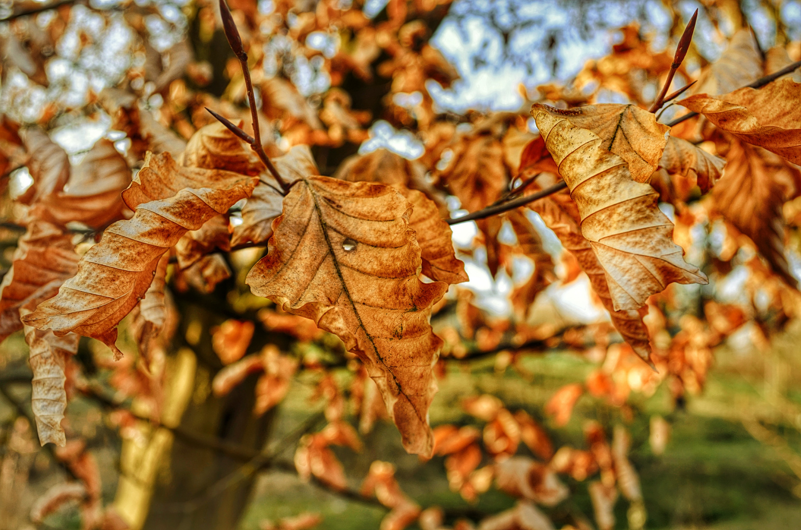 brauner Frühling