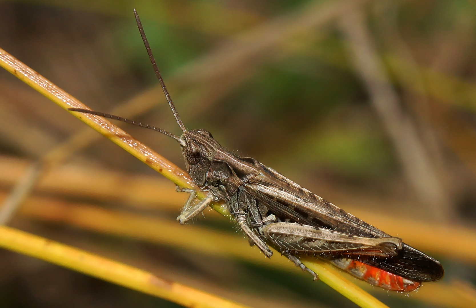 Brauner Grashüfer (Chorthippus brunneus)