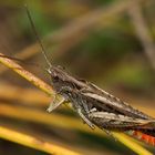 Brauner Grashüfer (Chorthippus brunneus)