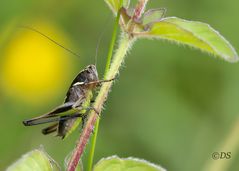 Brauner Grashüpfer 