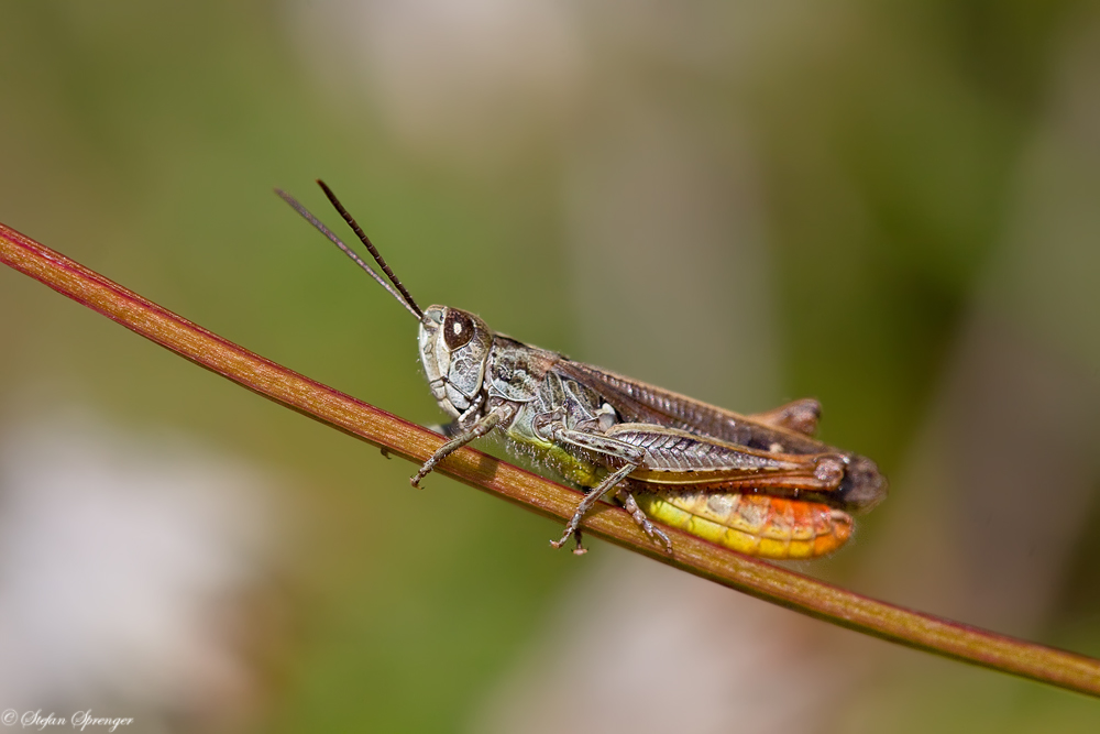 Brauner Grashüpfer 1/10 - Männchen