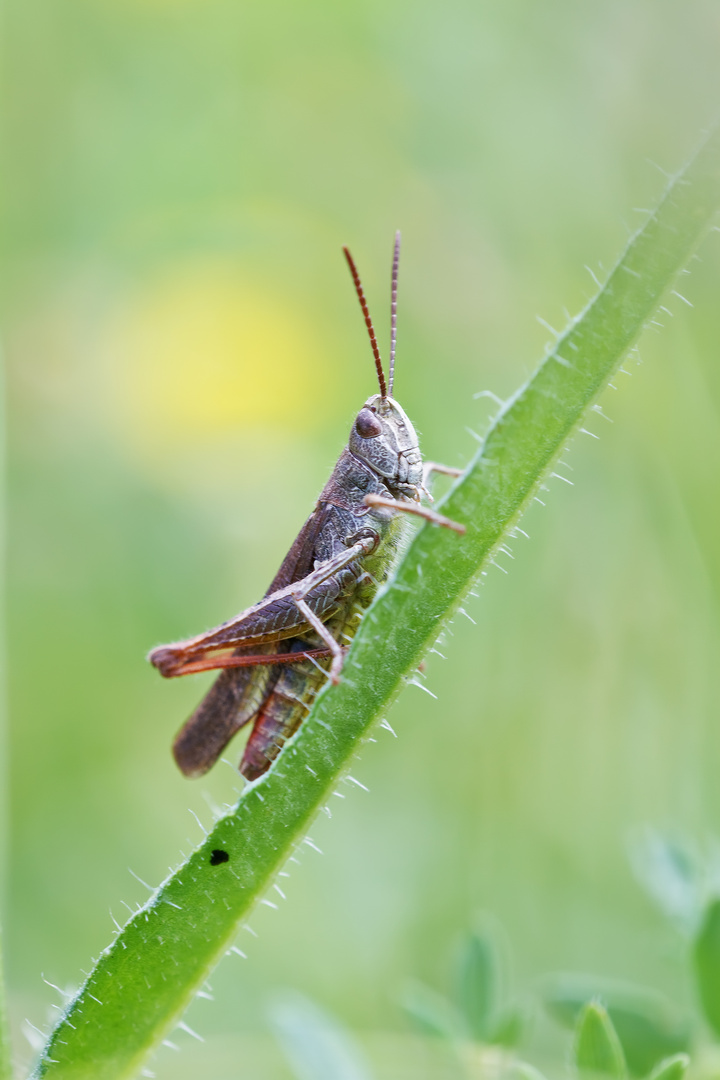 Brauner Grashüpfer 1/12