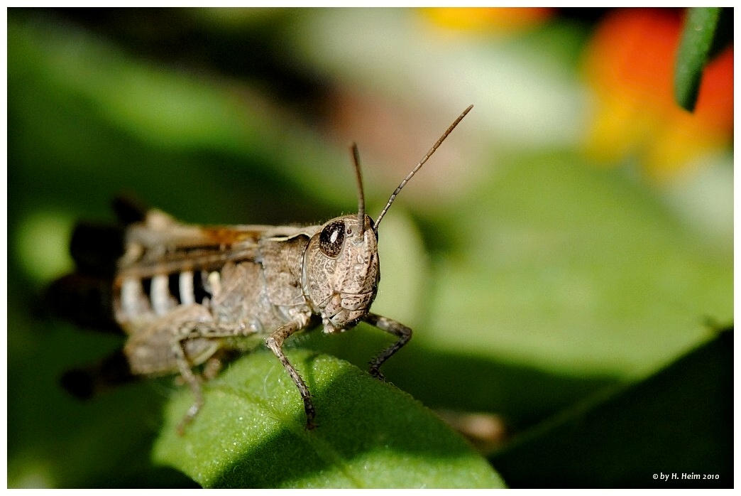 brauner Grashüpfer