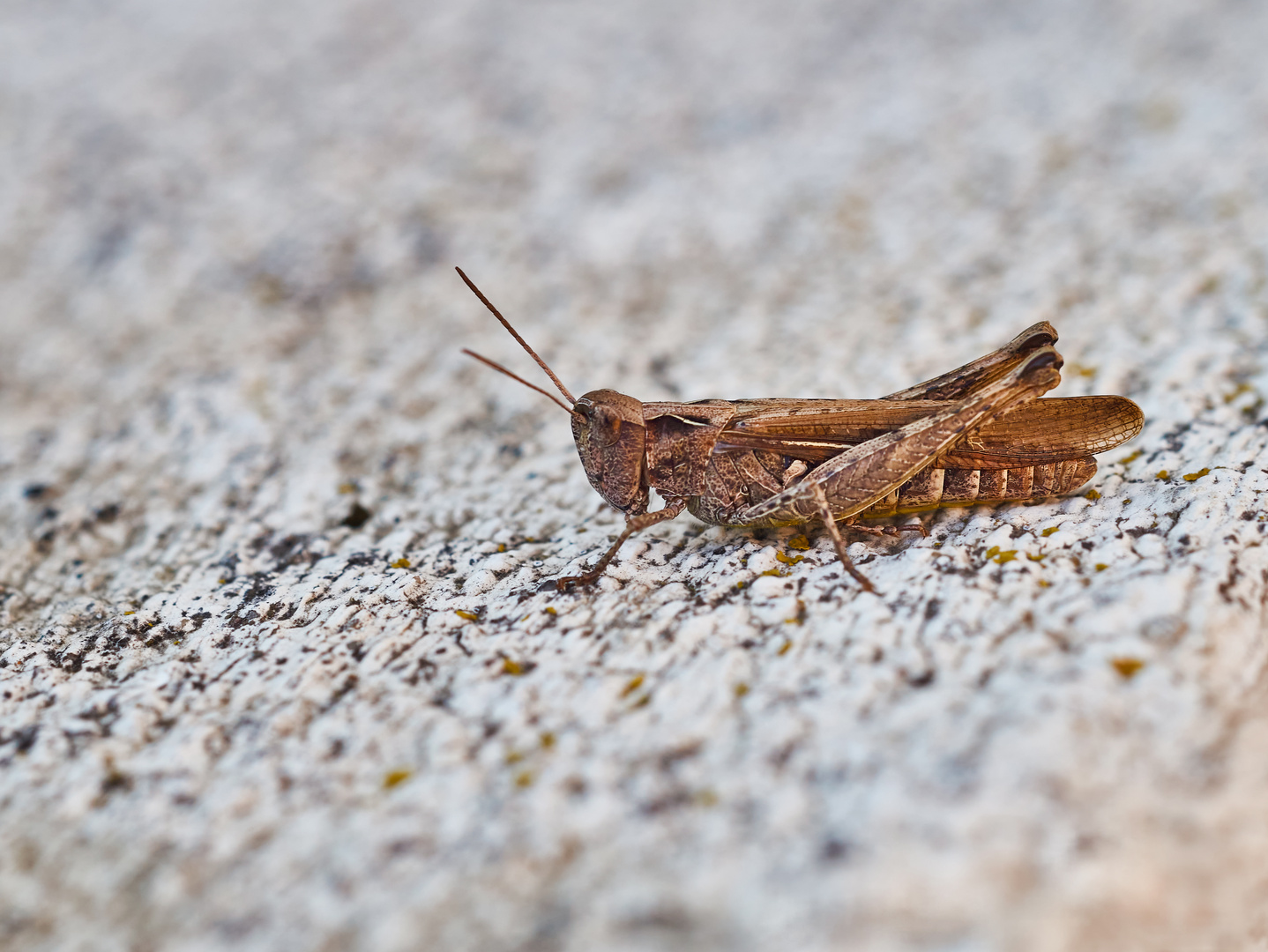 Brauner Grashüpfer