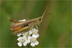 Brauner Grashüpfer 