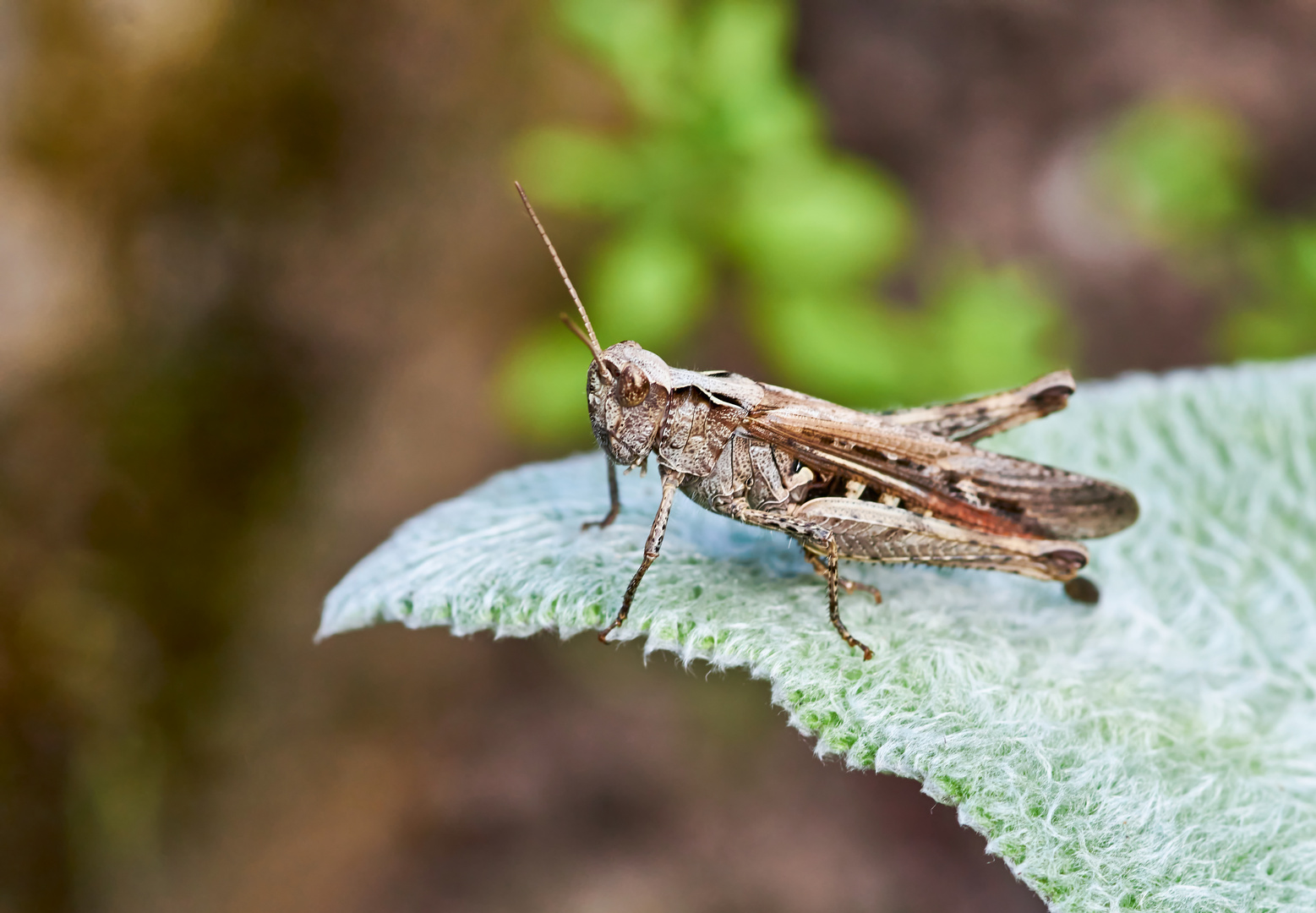 Brauner Grashüpfer