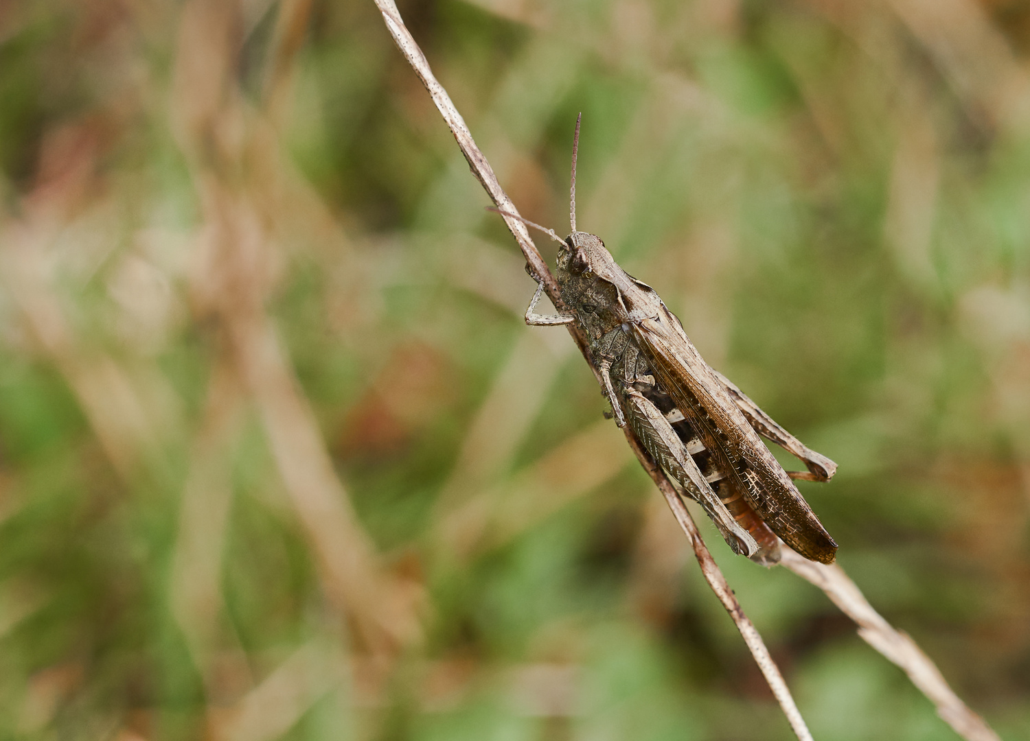 Brauner Grashüpfer