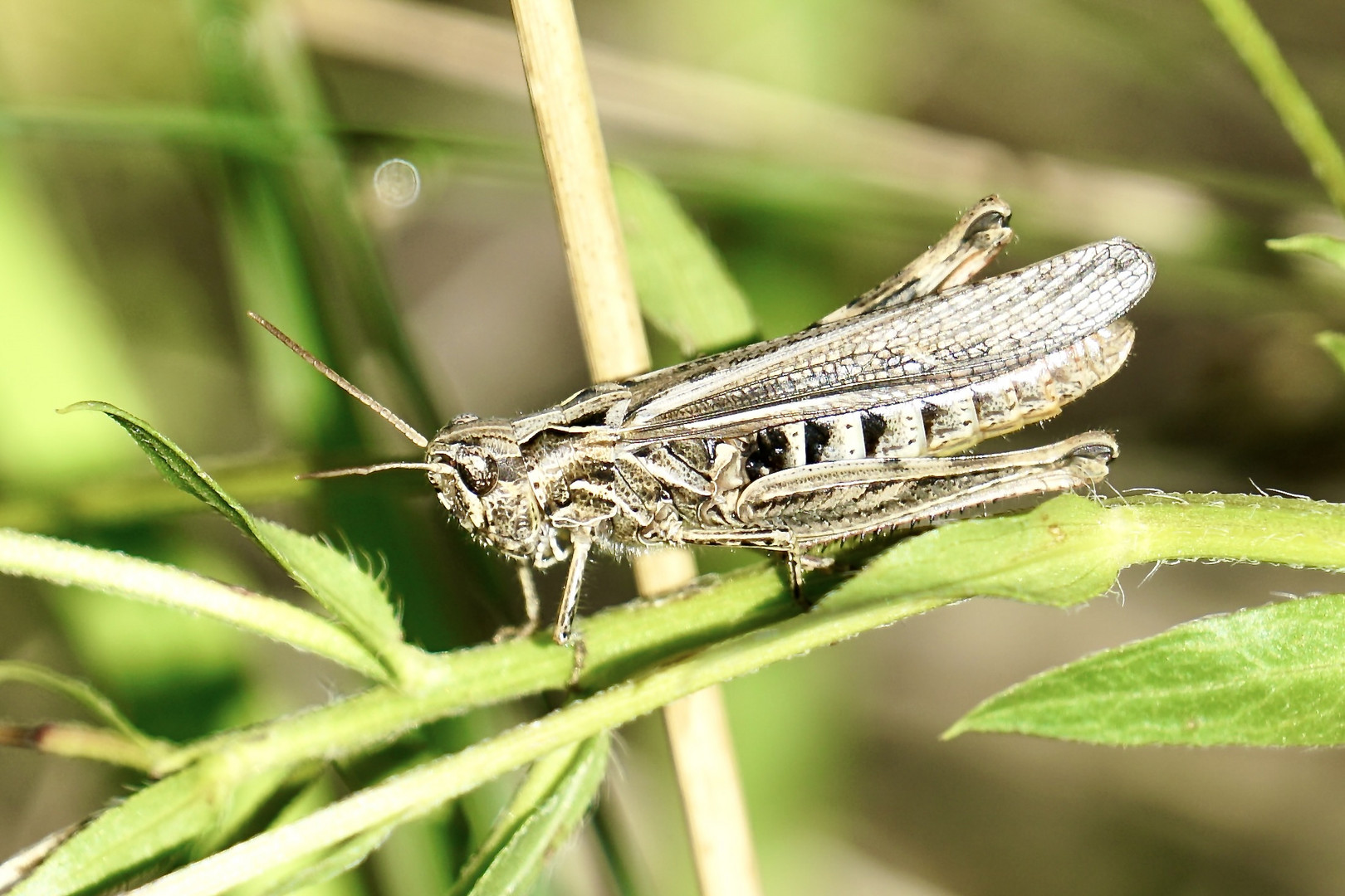 Brauner Grashüpfer