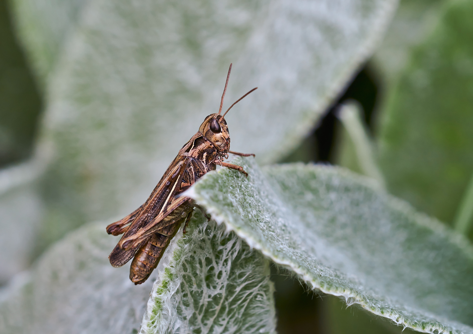 Brauner Grashüpfer