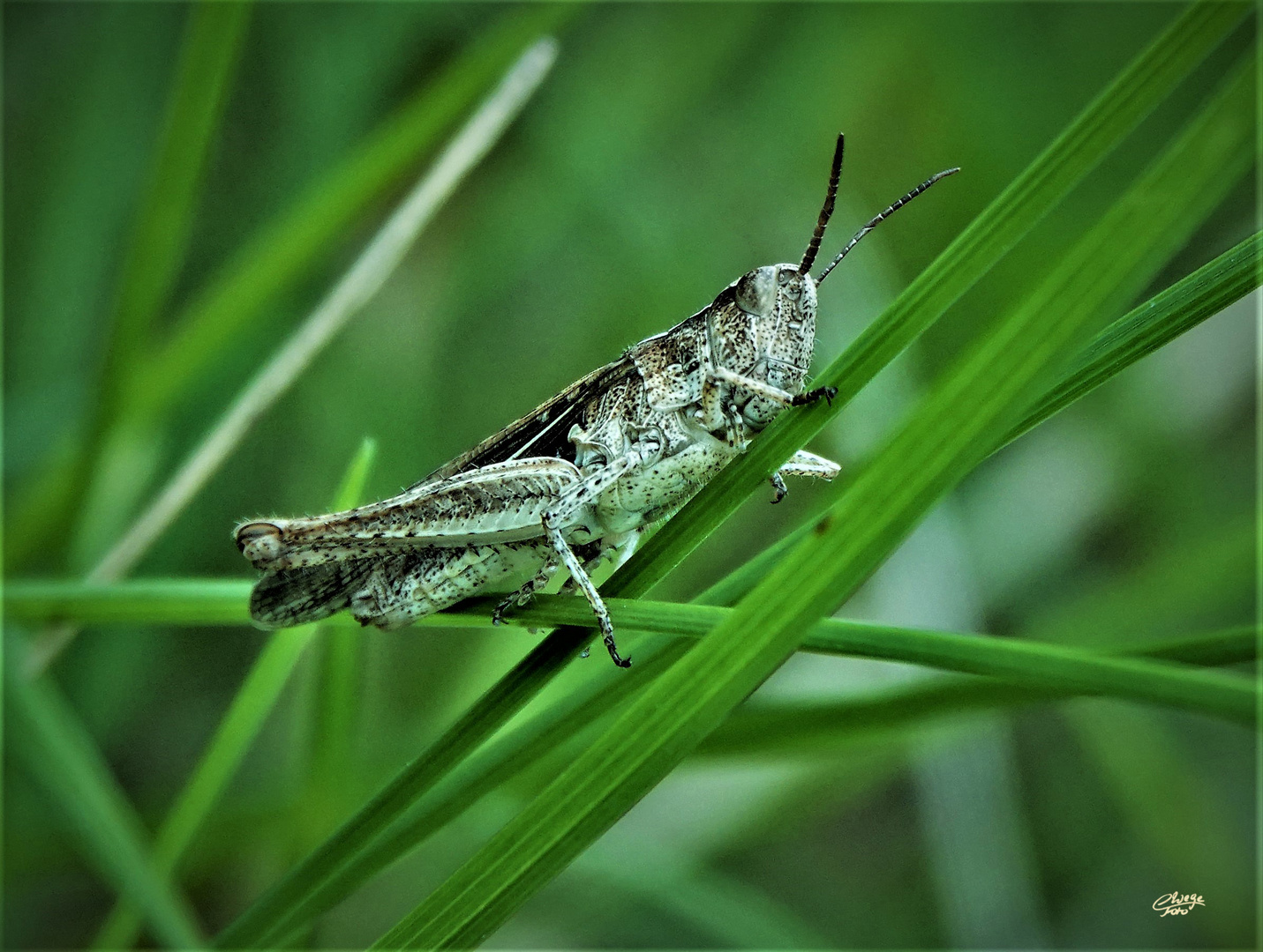 Brauner Grashüpfer