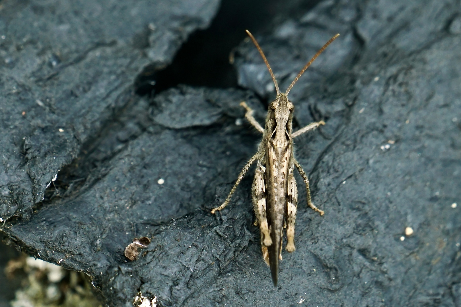 Brauner Grashüpfer