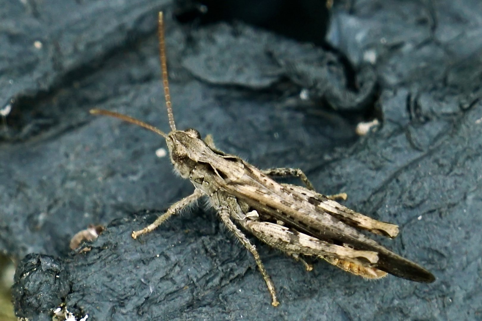 Brauner Grashüpfer