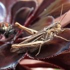 Brauner Grashüpfer auf Aeonium arboreum "Schwarzkopf"